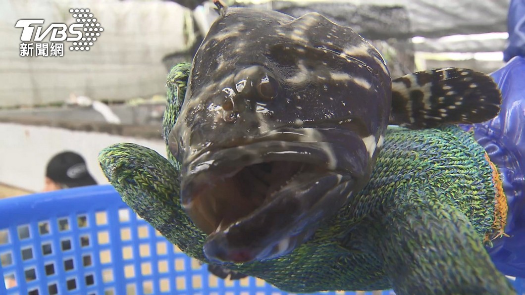 漁業署表示，石斑魚抽驗結果未查有違法使用藥物。（圖／TVBS）