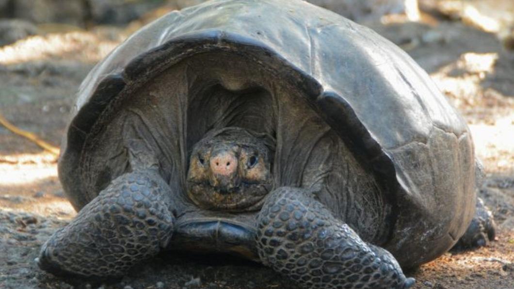費爾南迪納巨龜被官方認定已經滅絕超過一個世紀，沒想到如今竟然再度現跡。（圖／翻攝自Natural Press 推特 @NatPressCA）