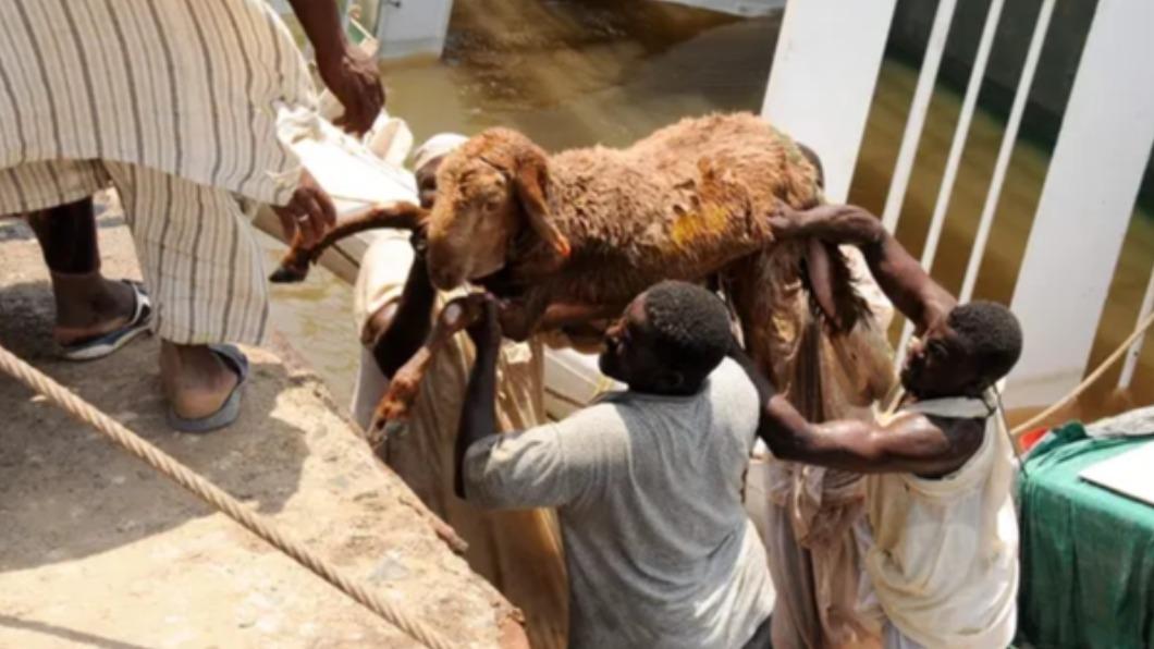 這起事故中獲救的羊約700隻，但傷勢嚴重。（圖／翻攝自衛報）
