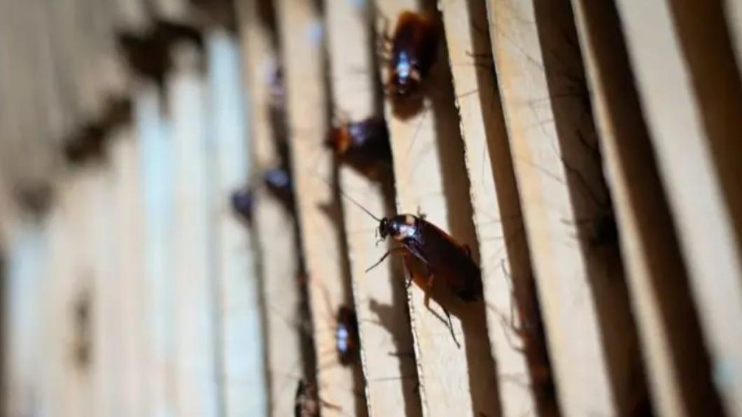 美國除蟲公司「The Pest Informer 」徵求受試家庭讓他們放入蟑螂。（圖／翻攝自INSIDER）