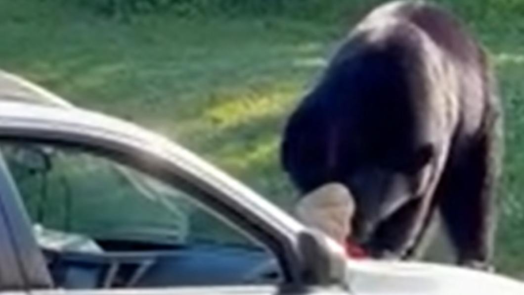 美國一隻黑熊將裝滿速食的紙袋從車內挖出來狂嗑薯條。（圖／翻攝自Jackson Police Department NH 臉書）