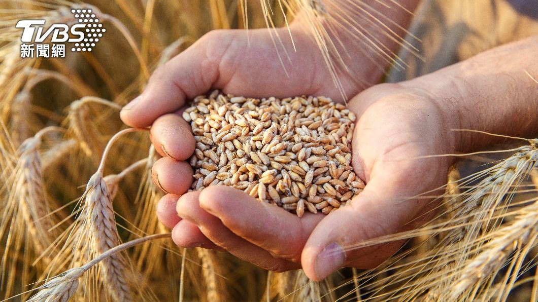 烏克蘭原是世界主要穀物出口國。（示意圖／shutterstock 達志影像）