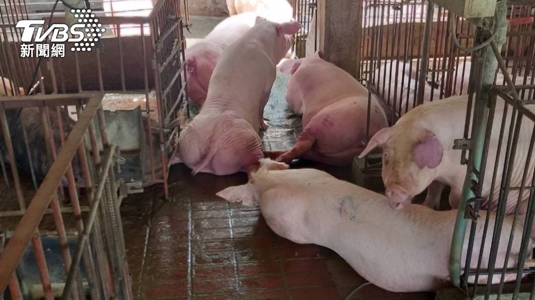 嘉縣養豬廠發生爆炸，造成600頭豬死亡。（圖／TVBS）