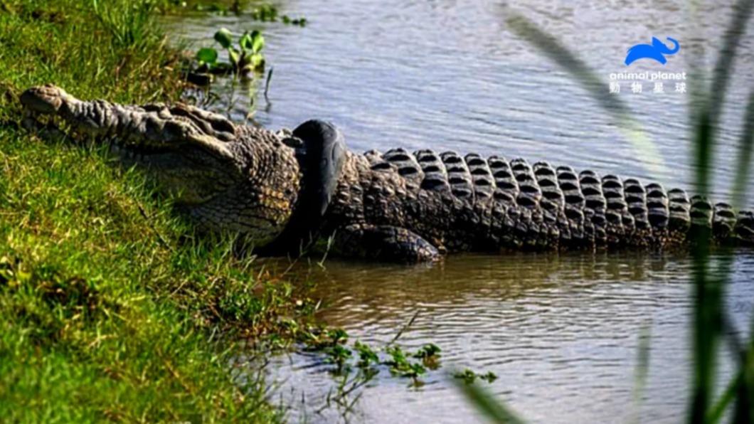 印尼一隻鱷魚遭輪胎卡頸，許多人嘗試拯救牠但都失敗。（圖／翻攝自動物星球頻道） 環境污染再現動物悲歌　巨鱷遭廢棄輪胎繞頸4年恐致命