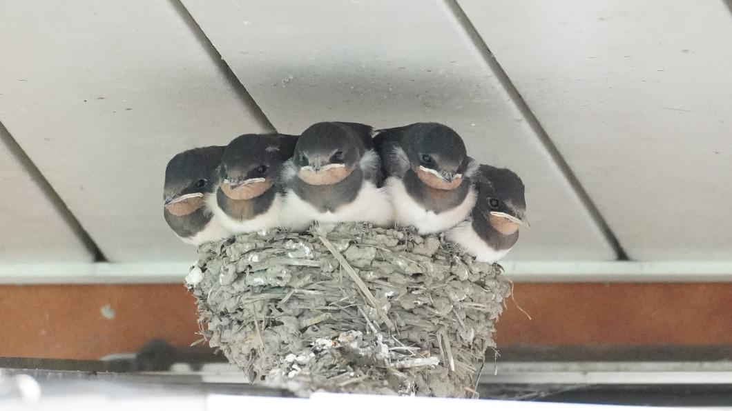 燕子寶寶擠在鳥巢中。（圖／翻攝自推特@chibiko_todo）