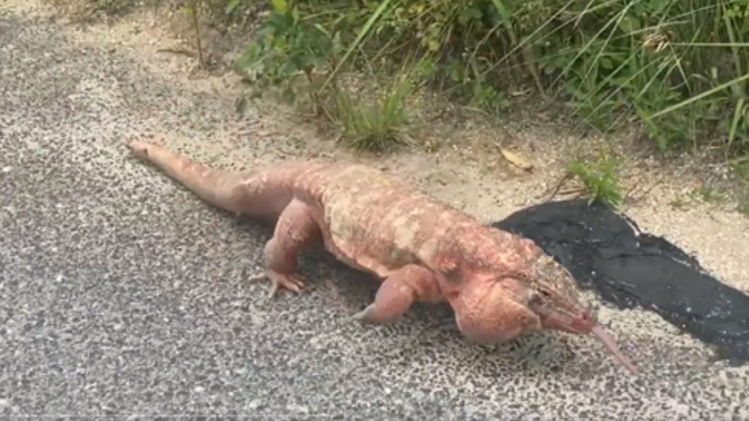 巨大蜥蜴出現廣島路邊。（圖／翻攝自＠musashi1219推特）