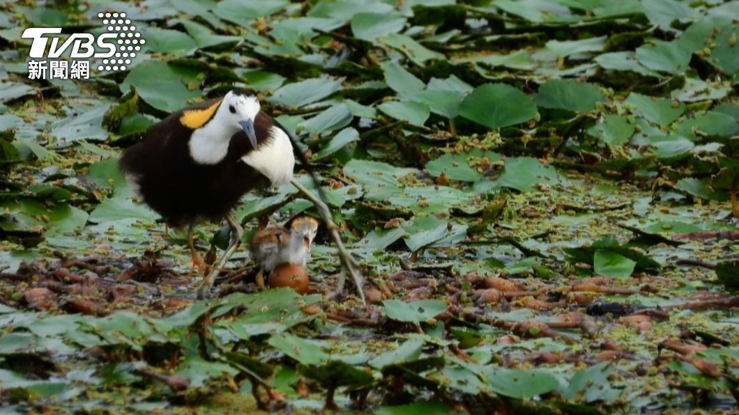 志工在美濃湖畔為保育類鳥類「水雉」經營棲地，吸引築巢繁殖。（圖／中央社）