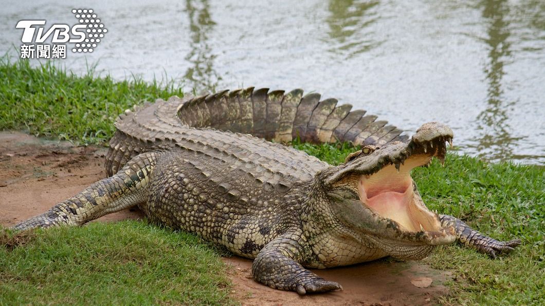 咬走狗狗的鱷魚約274公分，體型相當龐大。（示意圖／shutterstock達志影像）