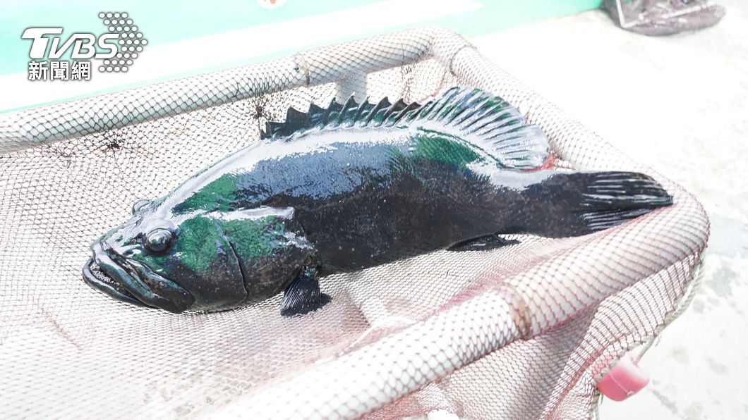 台灣石斑魚遭大陸禁止輸入。（圖／中央社）