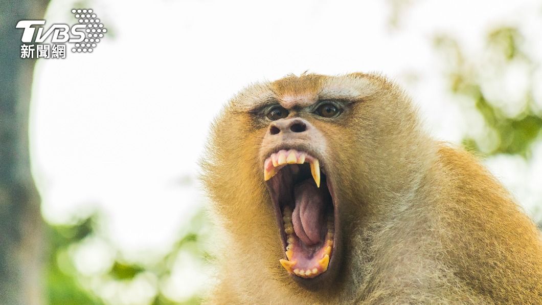 坦尚尼亞日前發生猴子攻擊男嬰的不幸事件。（示意圖／shutterstock達志影像）