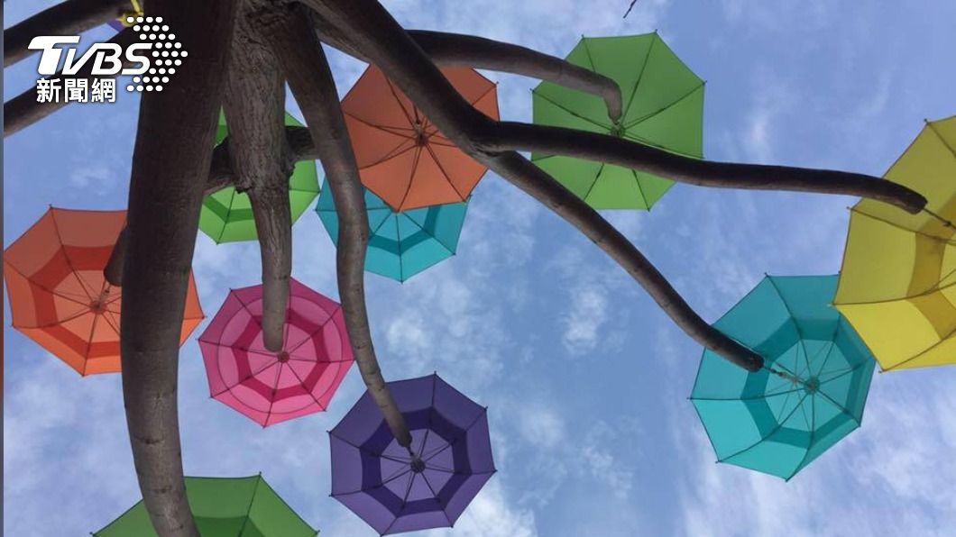 和美的還社社區，最著名的景點就是這一棵被命名為「卡里善之樹」的彩色雨傘樹