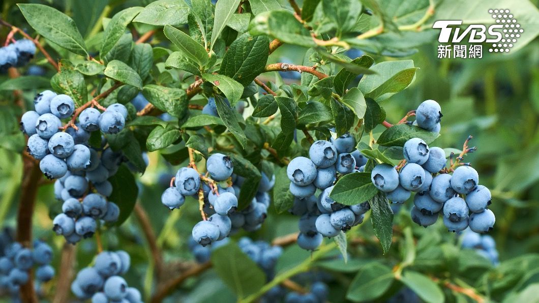 藍莓富含花青素，是擁有超強抗氧化能力的「超級食物」。（示意圖／shutterstock達志影像） 抗氧化的超級食物！每天一把藍莓　研究：降失智症風險