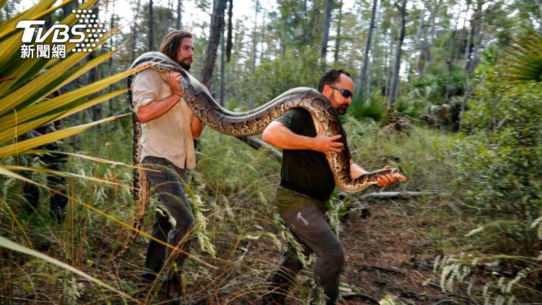 生物學家在2019年時，也曾捕獲一隻全長4.6公尺的巨蟒。（圖／達志影像美聯社）