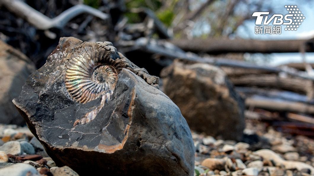 沖繩小6童散步中意外發現4億年前「菊石化石」。（示意圖，非該化石／shutterstock達志影像）