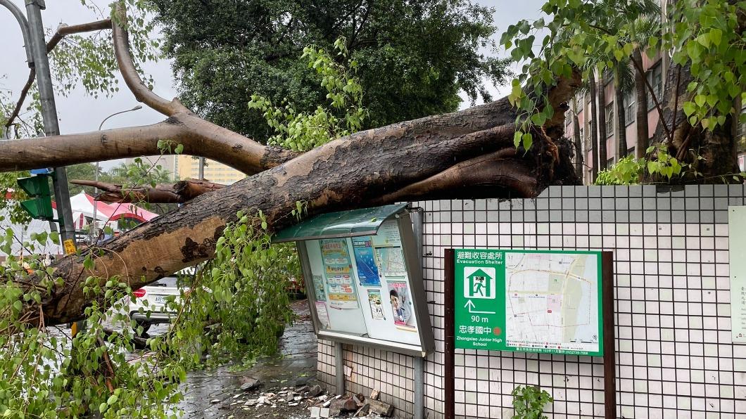 台北市今（24日）下起午後雷陣雨，瞬間大雨及風導致多數路樹倒塌。（圖/北市府提供）