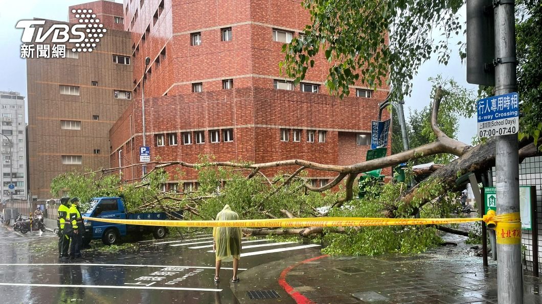 20公尺高的路樹疑不堪風雨倒塌，現場拉起封鎖線。（圖／TVBS）