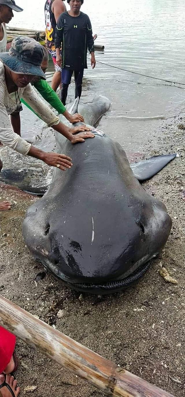 怪魚 菲國驚見極罕怪魚！身長4m巨嘴「台灣竟是主要棲息地」│TVBS新聞網