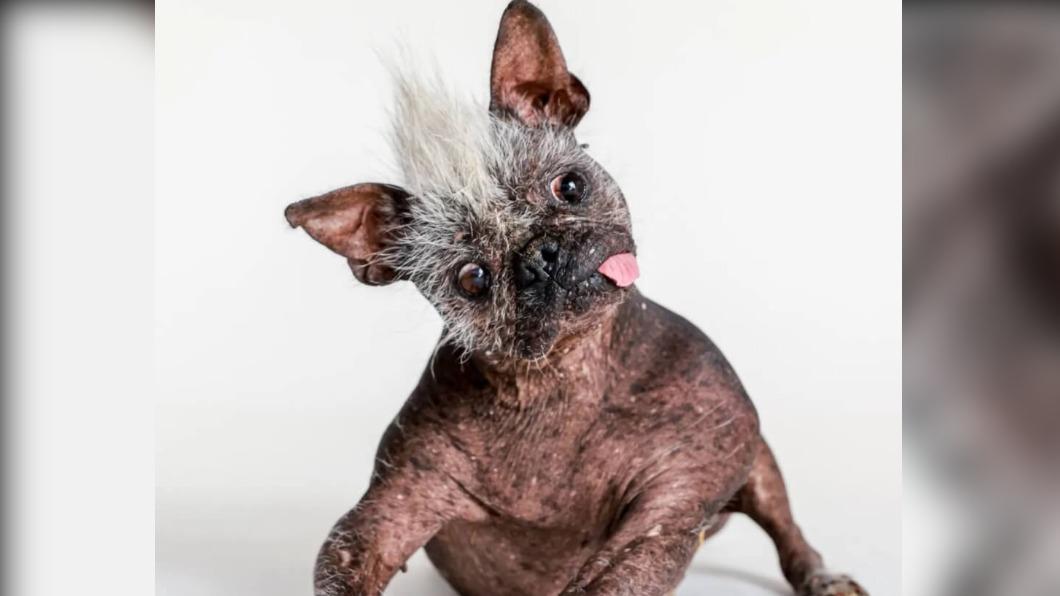 「快樂臉先生」贏得世界最醜狗狗比賽冠軍。（圖／翻攝自臉書Sonoma.MarinFair）