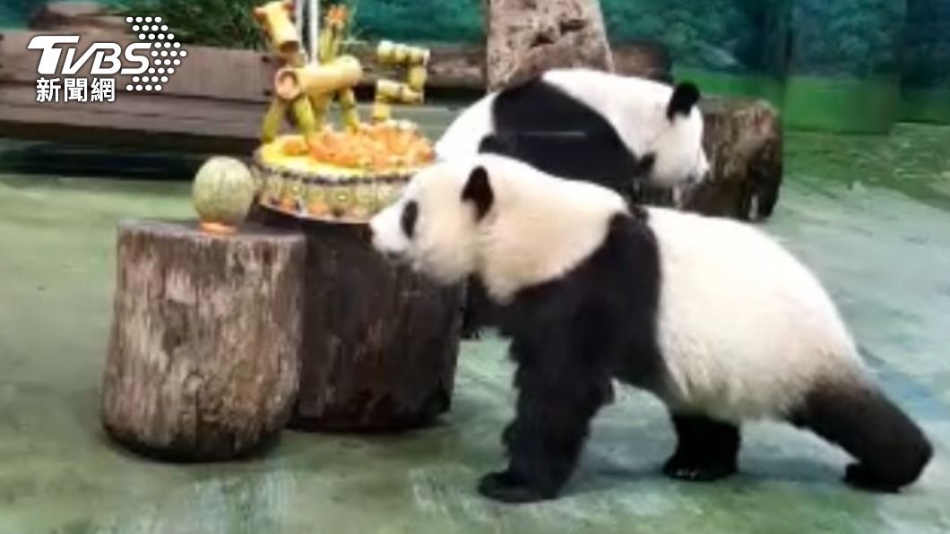 第二隻在台灣出生的大貓熊「圓寶」今（28）日滿2歲，台北市立動物園特別準備生日蛋糕，為「圓寶」慶生。（圖／台北市立動物園臉書）