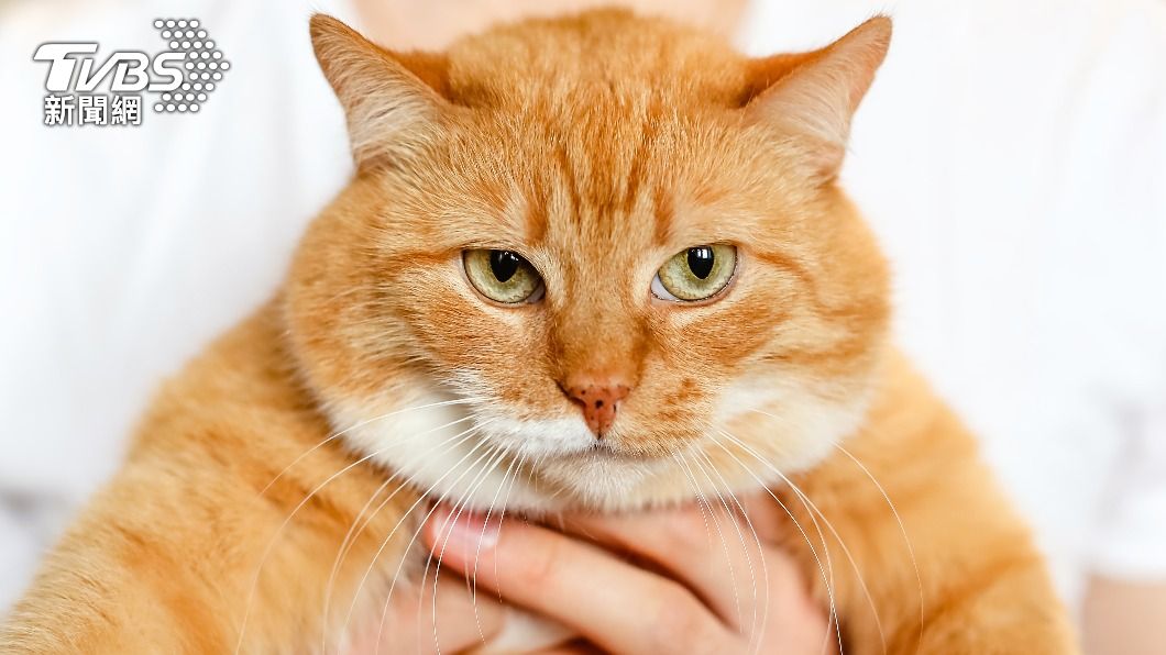 醫生提醒與哺乳動物相關的冠狀病毒是一種威脅。（示意圖／shutterstock達志影像） 全球首例新冠「貓傳人」！獸醫被貓噴嚏傳染　眼部是關鍵