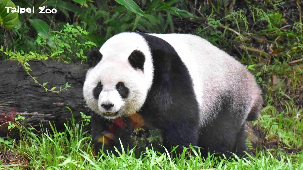 台北市立動物園熊貓「圓仔」過生日。（圖／翻攝自臺北市立動物園臉書）