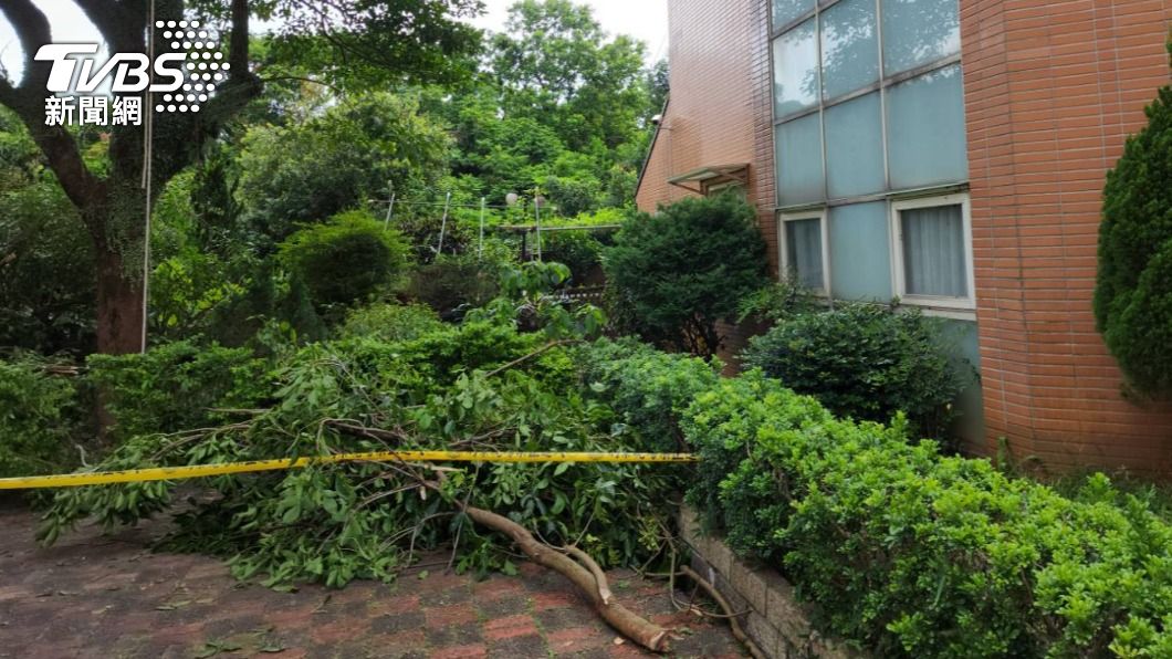 園藝工自3米高的樹上墜地，送醫不治。（圖／TVBS）