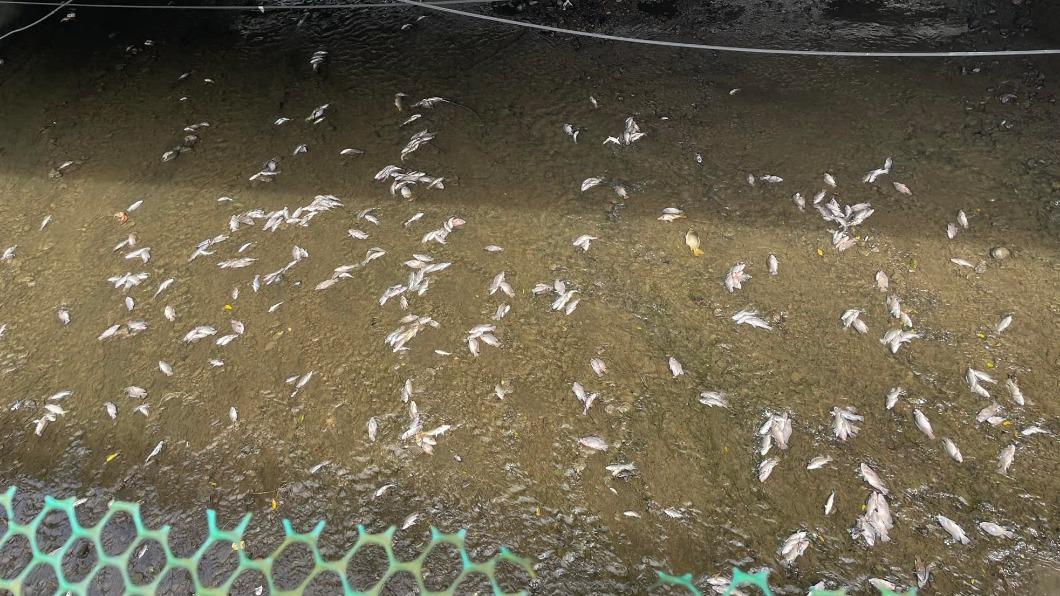 基隆大武崙溪下游驚見大量魚群暴斃。（圖／翻攝自基隆人FB）