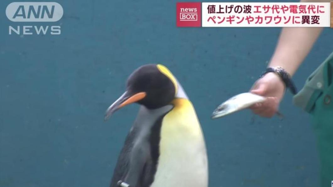 日本有水族館因通膨換飼料，卻遭企鵝與水獺拒吃。（圖／翻攝自ANNnewsCH YouTube）