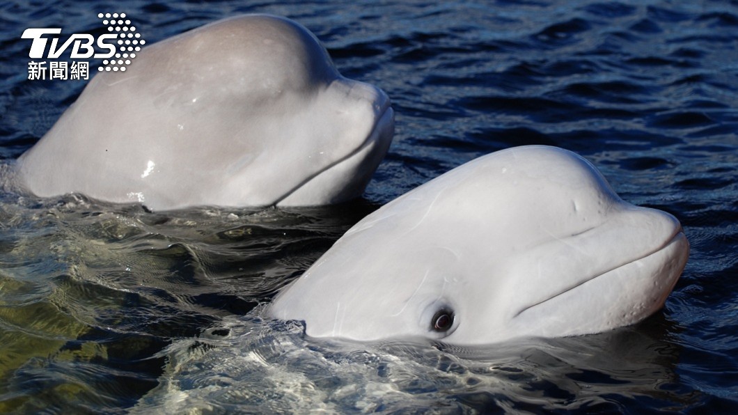 南韓一間水族館的母白鯨疑似愛上專門照顧牠的男飼育員。（示意圖／shutterstock達志影像）
