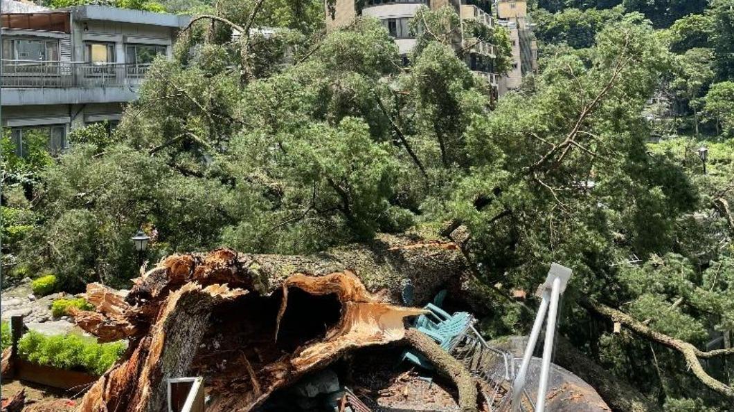 神木谷假期大飯店內知名的五葉松樹木，今倒塌。（圖／民眾提供）