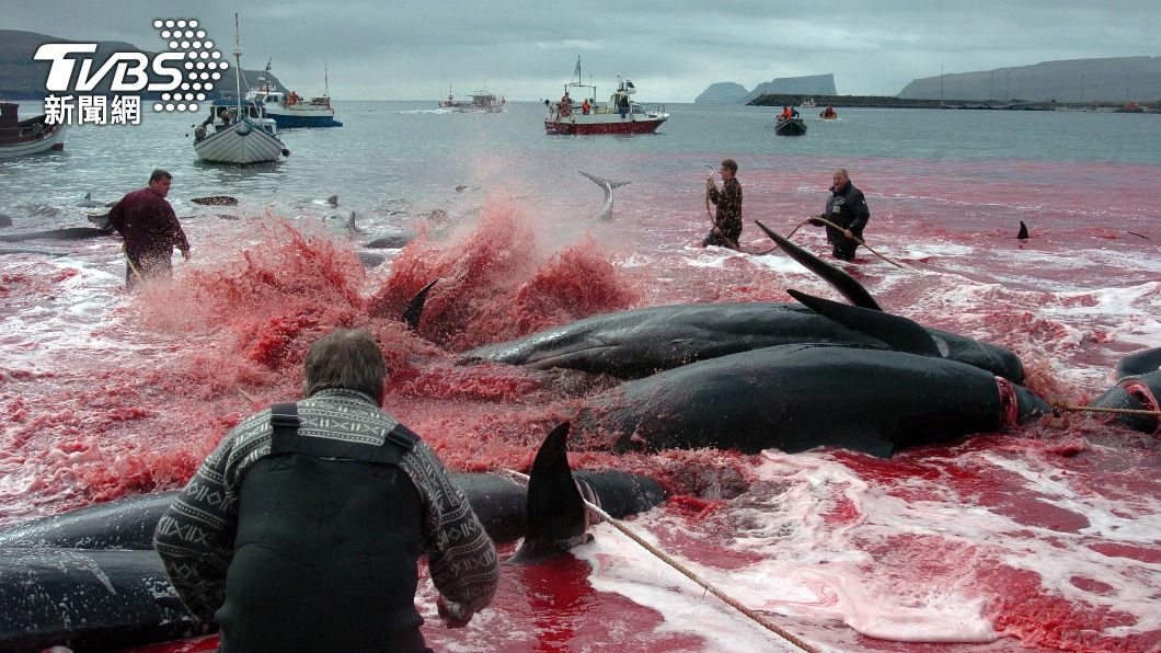 法羅群島居民在海灘宰殺領航鯨。（圖/達志影像路透社）
