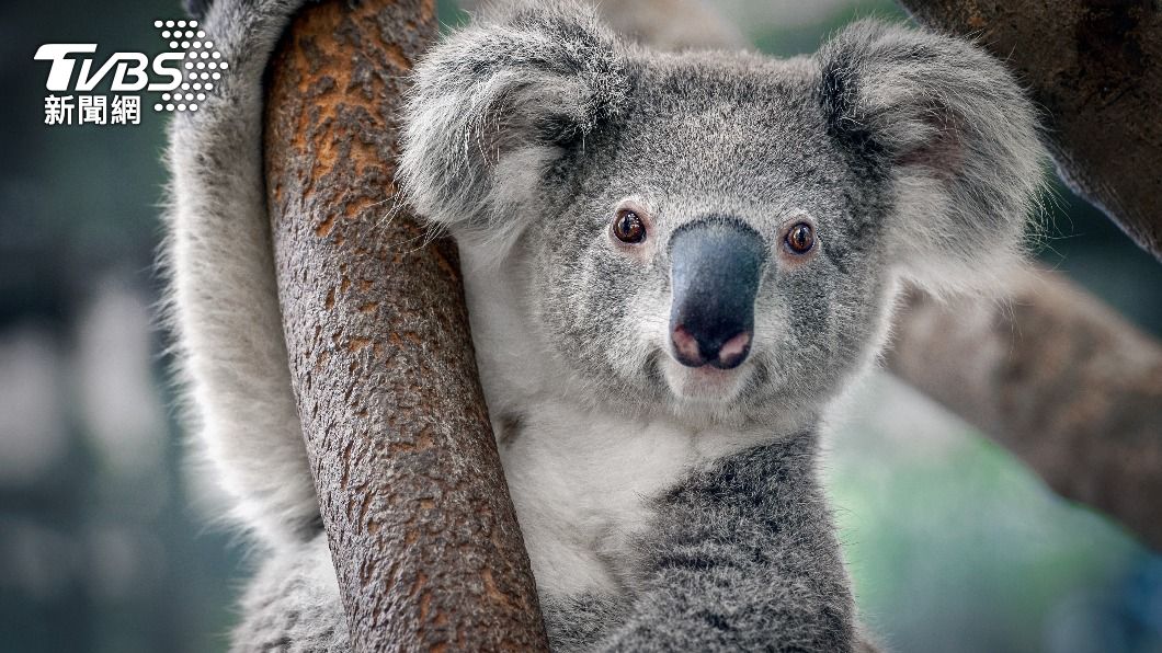 澳洲國寶無尾熊近期傳出多起離奇死亡的事件。（示意圖／達志影像Shutterstock）