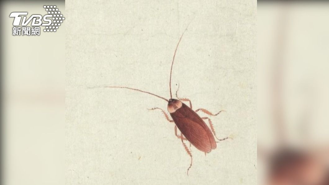 國立故宮博物院臉書小編發文稱，在〈清朱汝琳畫草蟲　卷〉發現很清楚的「美洲蟑螂」。（圖／國立故宮博物院）
