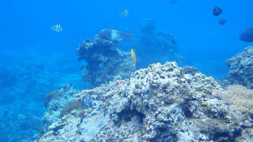 綠島石朗保護區珊瑚遭破壞。（圖／台東縣政府提供）