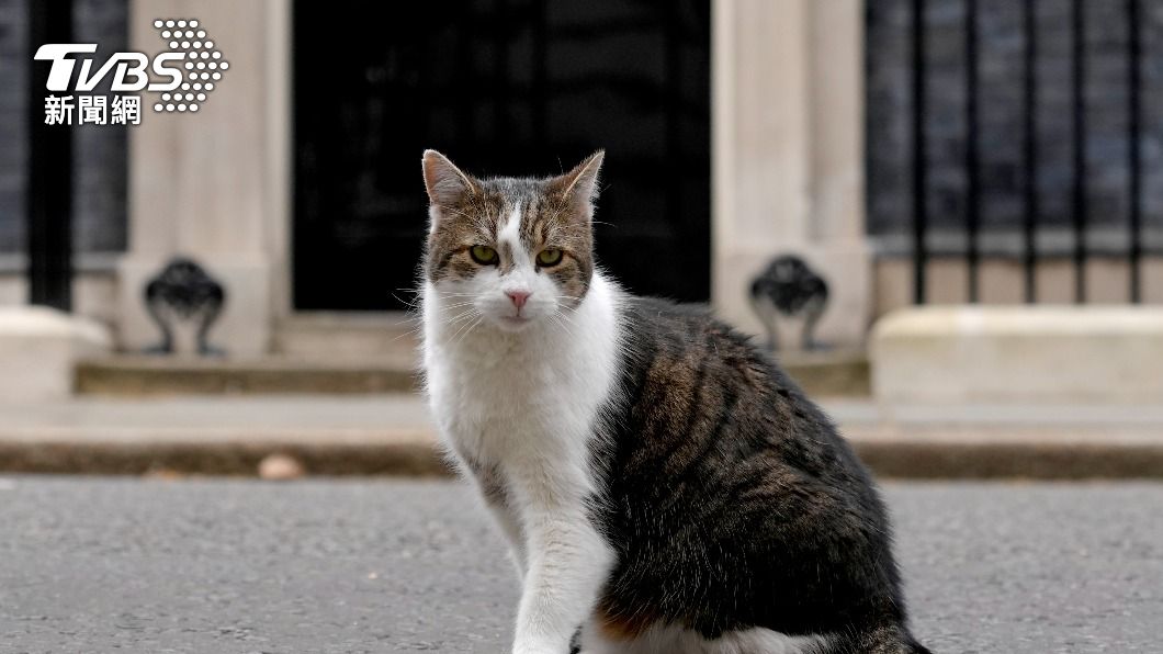 英國「第一貓」賴瑞（Larry）。（圖／達志影像美聯社）