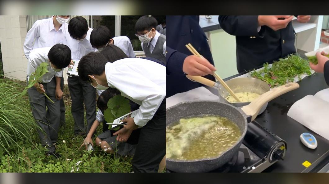 日本高中有雜草研究社，甚至還用雜草入菜。（圖／翻攝自@oha4newslive推特、hibiya_zassou IG）