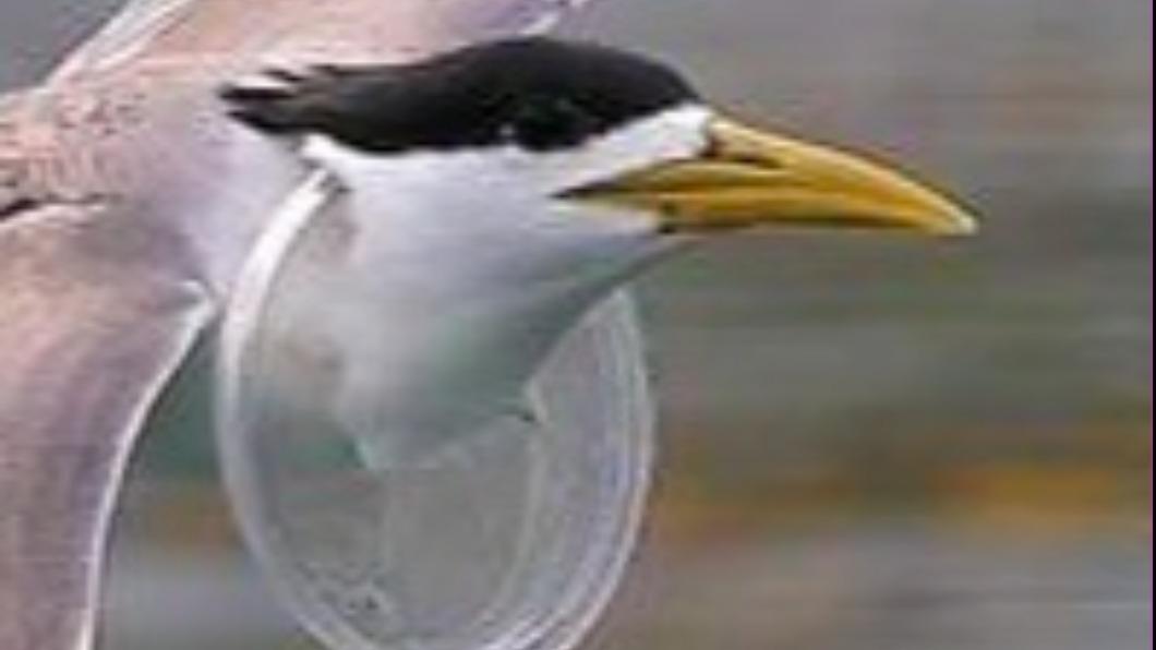 鳥友拍到鳳頭燕鷗的脖子上有透明杯蓋　（圖／拍鳥俱樂部社長黃蜀婷提供）