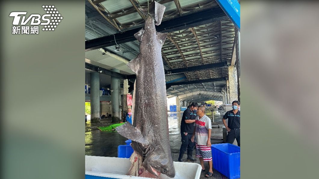 台東新港漁港捕獲灰六鰓鯊，為世界上最古老鯊魚。（圖／中央社）