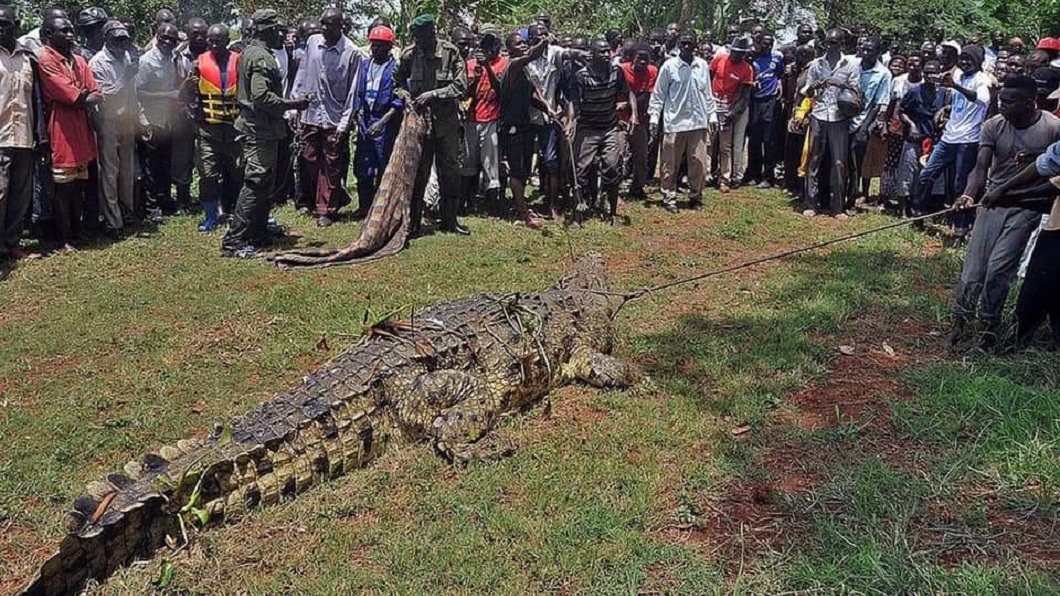 非洲烏干達一隻身長5公尺的變種巨鱷終於在日前被抓到 。（圖／翻攝自推特yasmin @ummaish）