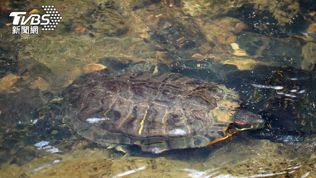 日本沖繩久米島上週有至少30隻瀕臨絕種的綠蠵龜慘遭「割頸」。（示意圖／shutterstock達志影像）