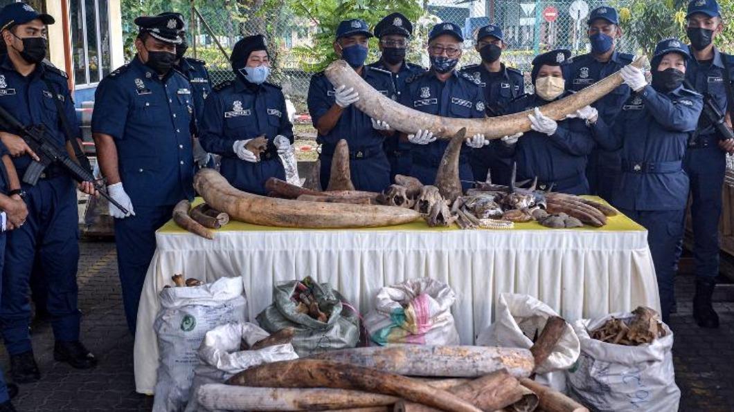 馬來西亞皇家關稅局破獲約5億元台幣動物器官走私，包括6000公斤的象牙。（圖／翻攝自CNN）