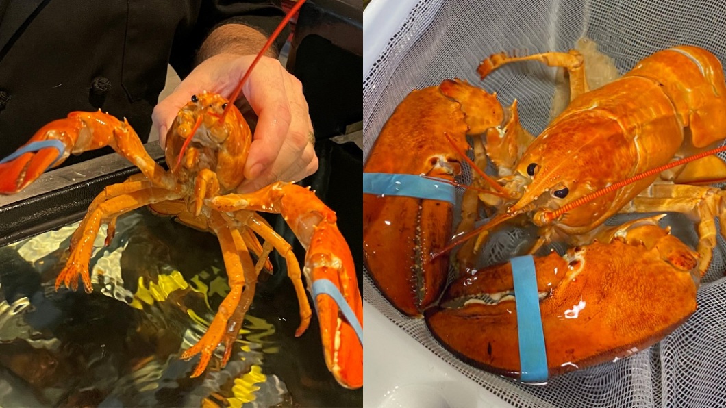 美國佛州一間餐廳發現一隻超罕見捕獲率僅3千萬分之1的橙色龍蝦。（圖／翻攝自推特 Red Lobster @redlobster）