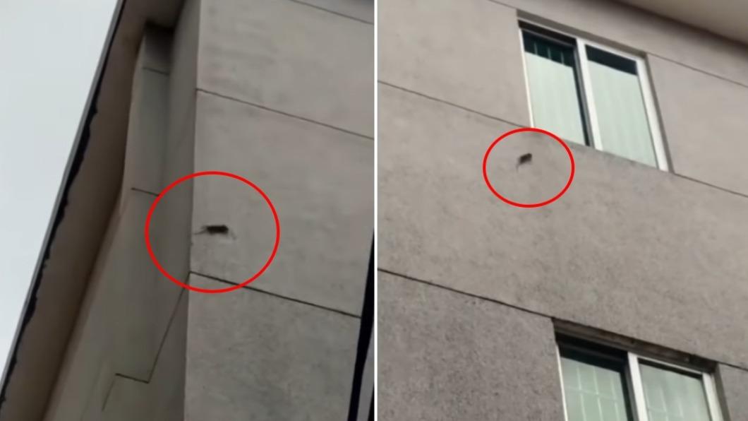 網路上流傳一段巨鼠在外牆狂奔的影片，引起討論話題。（圖／翻攝自爆廢公社公開版臉書）