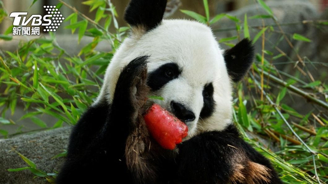 西班牙馬德里動物園提供熊貓西瓜口味的冰品消暑。（圖/達志影像路透社）