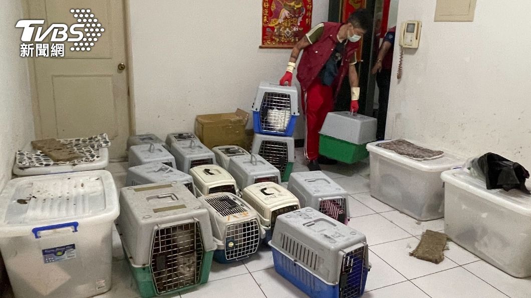 飼主於公寓內飼養34隻貓咪，遭人舉報懷疑有非法繁殖、販售行為。（圖／TVBS）