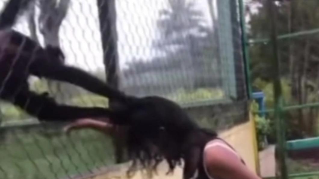 墨西哥一名女童在動物園中挑臖蜘蛛猴，下秒慘遭猛抓頭髮。（圖／翻攝自太陽報）