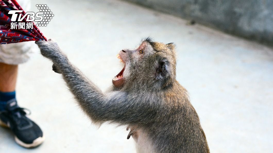 日本山口縣近幾週以來發生多起猴子襲人事件。（示意圖／達志影像Shutterstock）