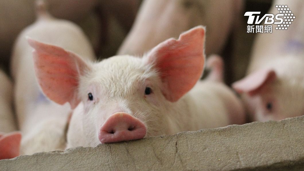 農委會宣布明年元旦起停打豬瘟疫苗。（示意圖／shutterstock達志影像）