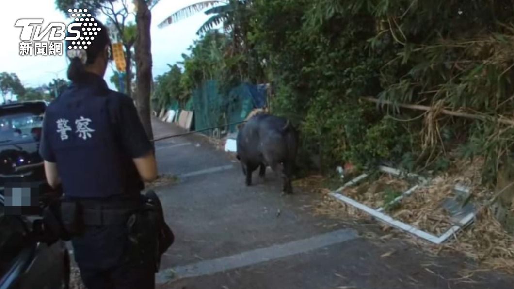 女警見到大黑豬有些手足無措。（圖／TVBS）