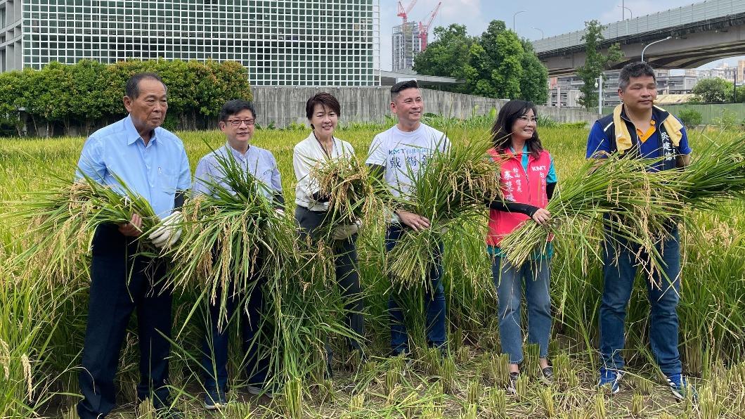台北市副市長黃珊珊今（25）日參加水稻收成活動。（圖／台北市政府提供）